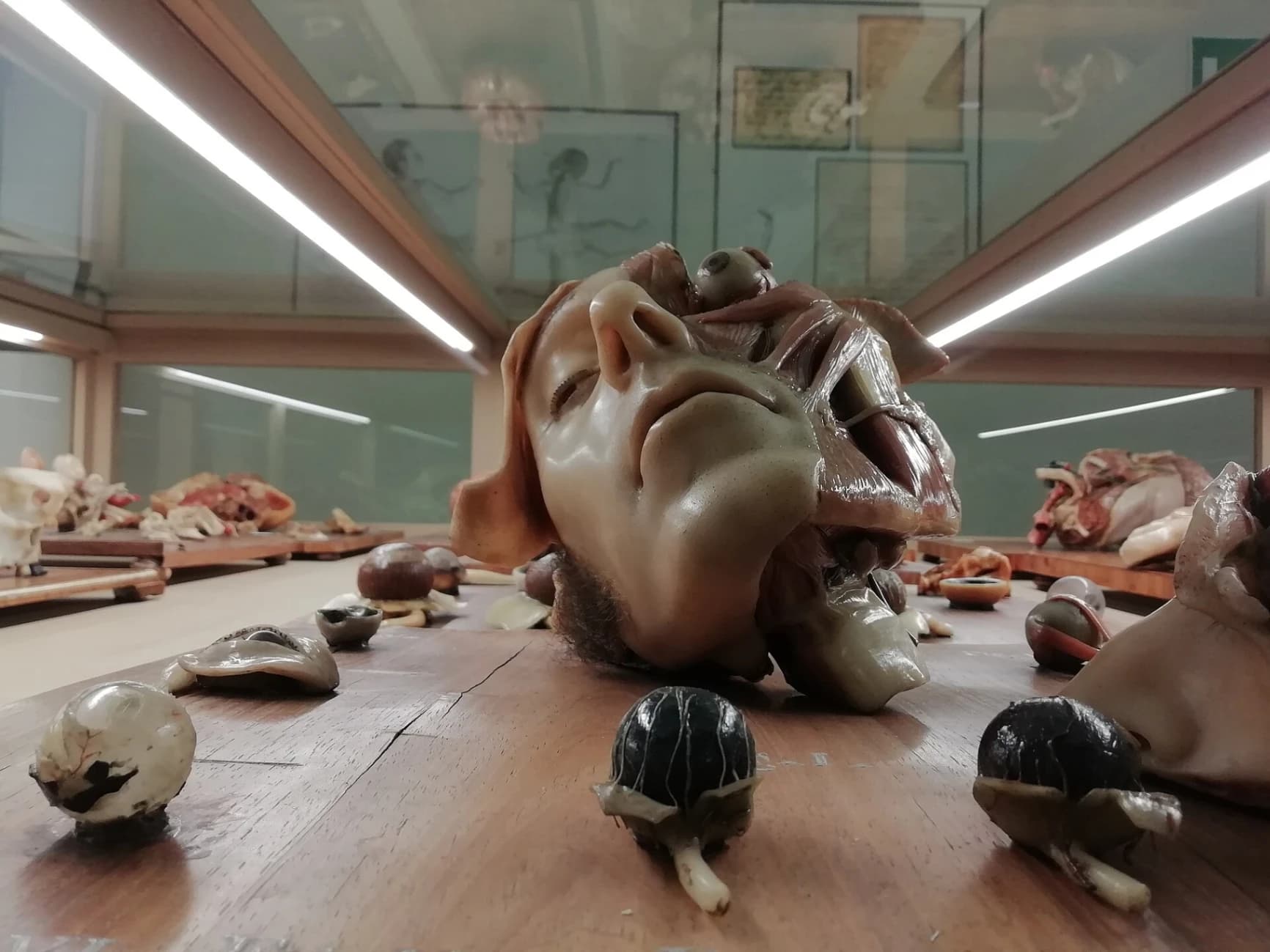 Il contenuto di una delle teche del Museo delle cere anatomiche Luigi Cattaneo a Bologna.