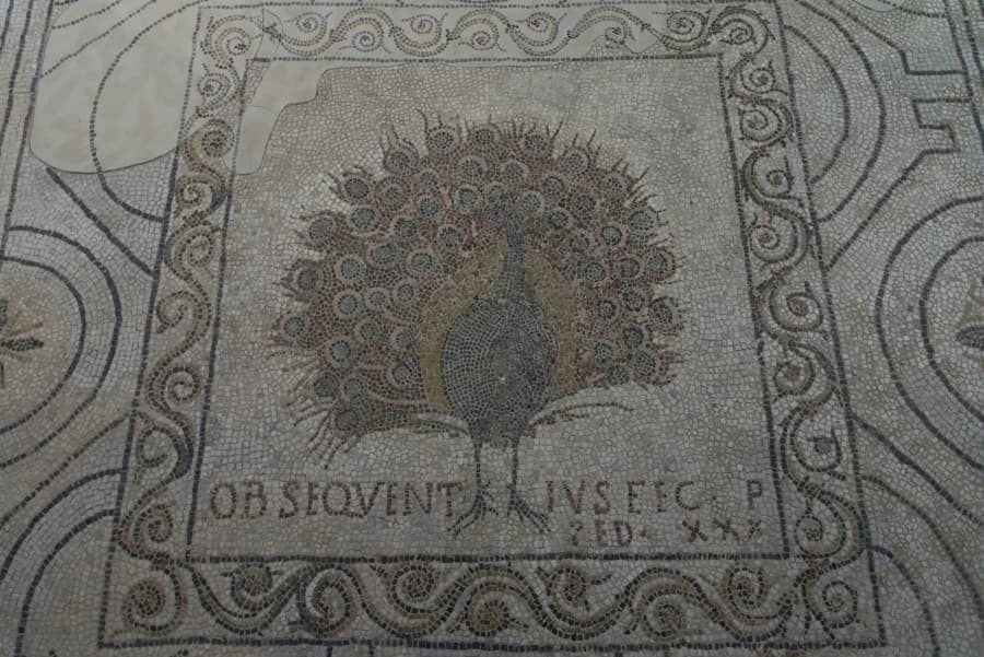 Il pavone che decora il pavimento musivo della Basilica di Santa Reparata, Complesso dell'Opera del Duomo, Firenze.