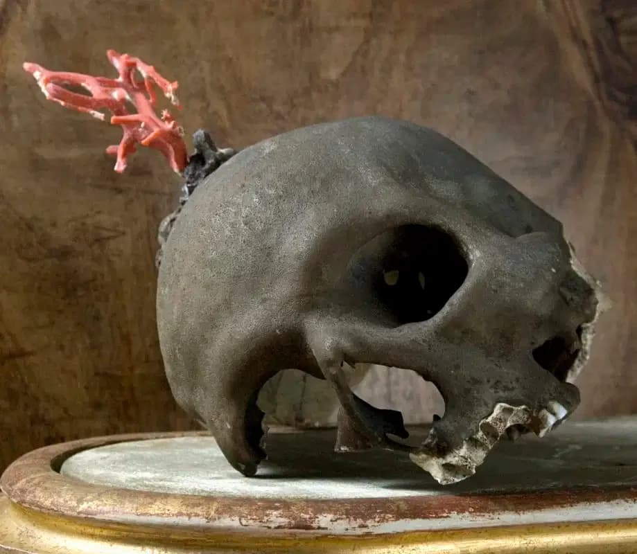 Il cranio con corallo in uno scatto di Stefano Pozzuoli.